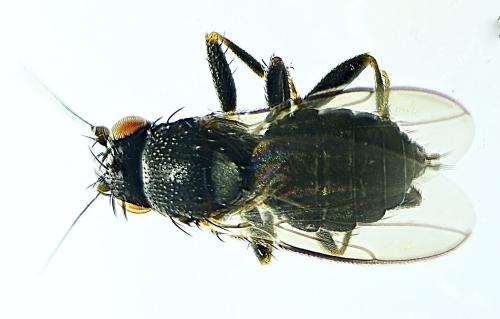 Apteromyia claviventris